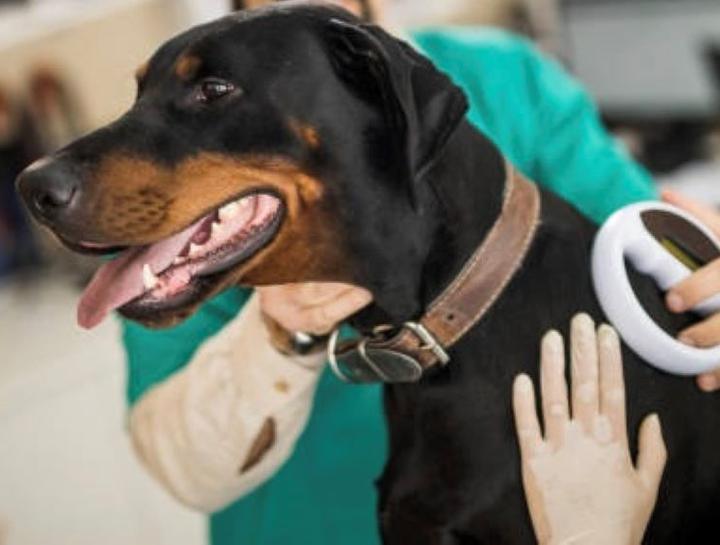 Pet Microchipping