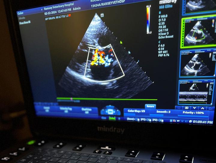 Pet Echocardiography in $city