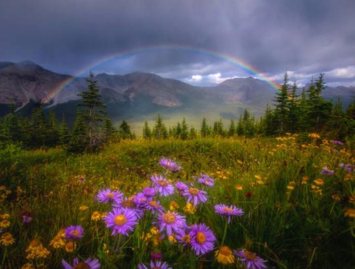 End of Life Pet Care