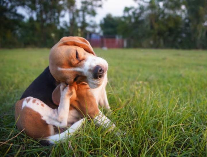 Preventive Care for Dogs