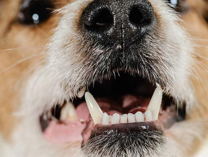 Preventive Dental Care