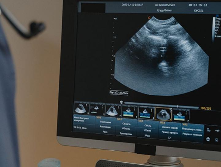 Pet Ultrasound