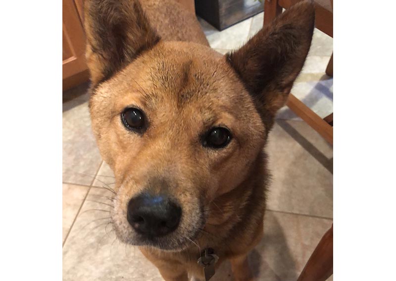 Carousel Slide 11: Dog Veterinary Care